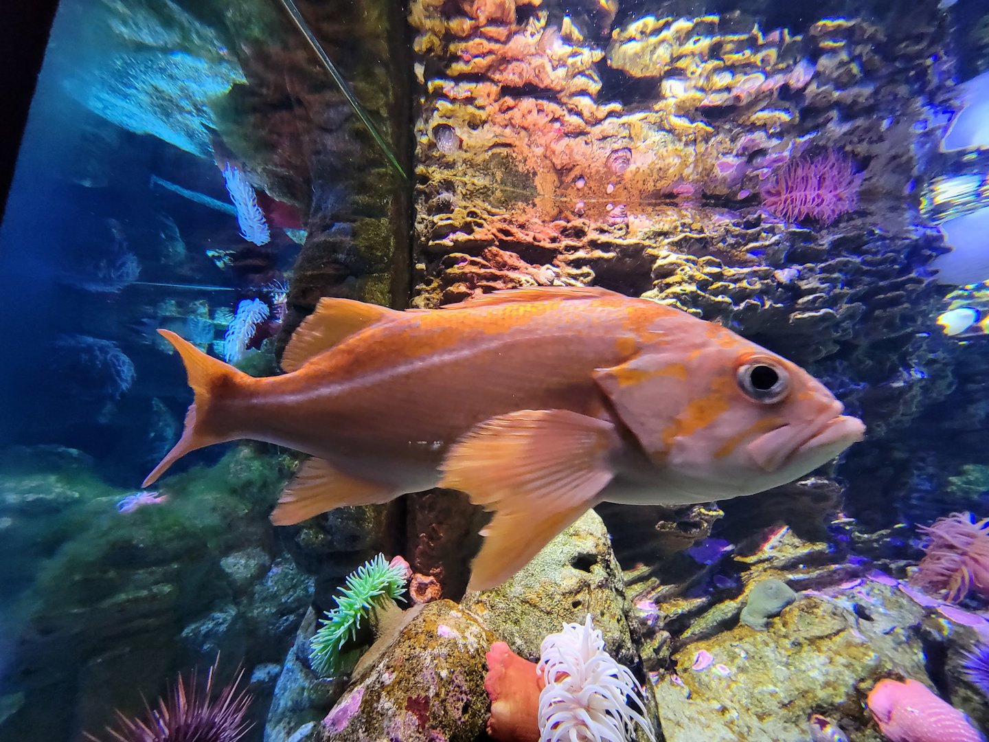 New England Aquarium - Olympic Coast Sanctuary tank