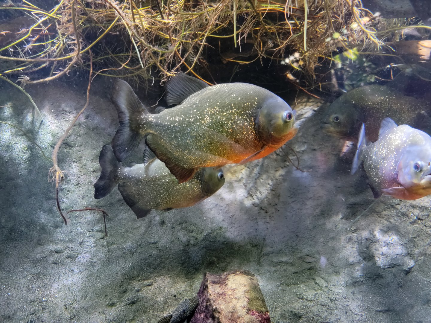 New England Aquarium - Red-bellied piranhas