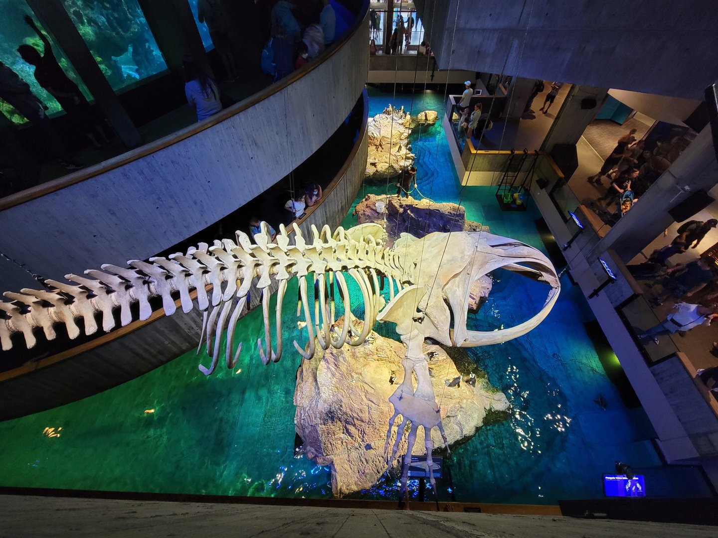 New England Aquarium - Right whale skeleton, African penguins