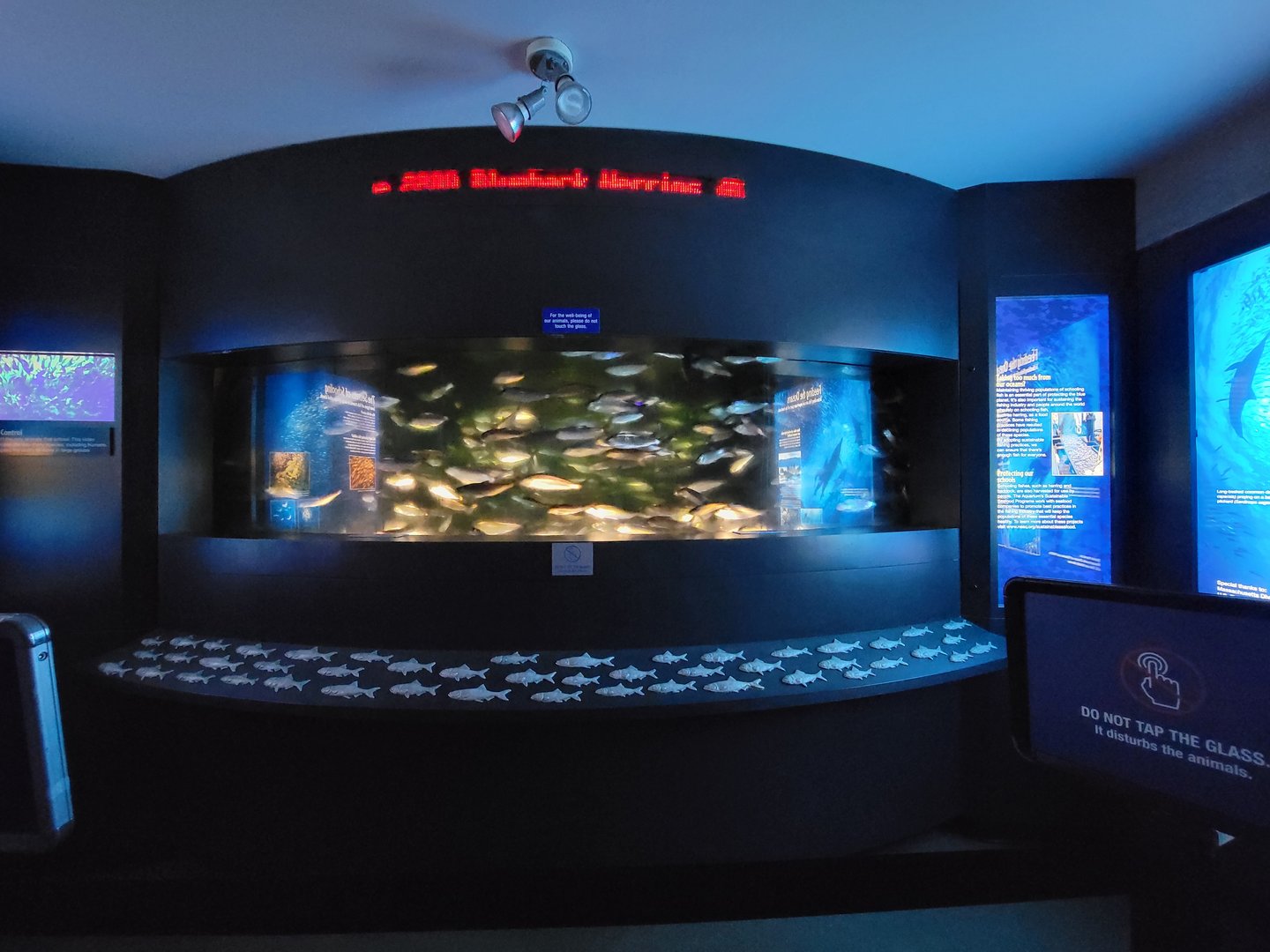 New England Aquarium - Schooling tank
