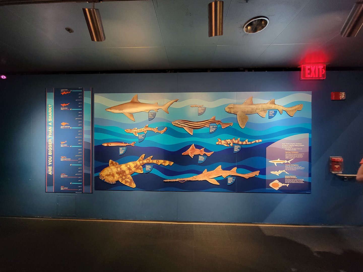 New England Aquarium - Shark mural