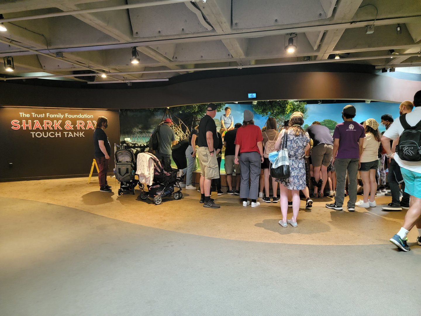 New England Aquarium - Shark & Ray touch tank