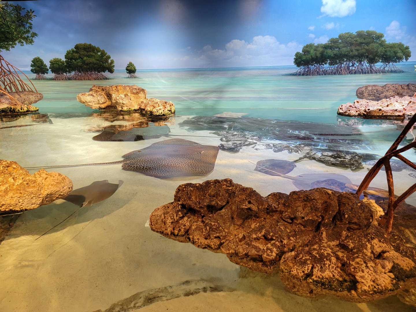 New England Aquarium - Shark & Ray touch tank