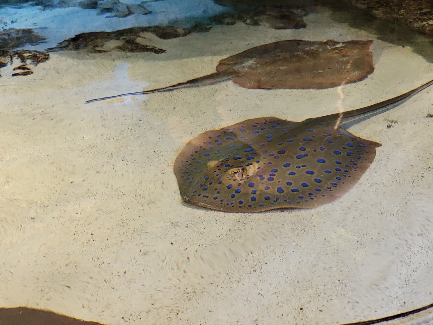 New England Aquarium - Shark & Ray touch tank