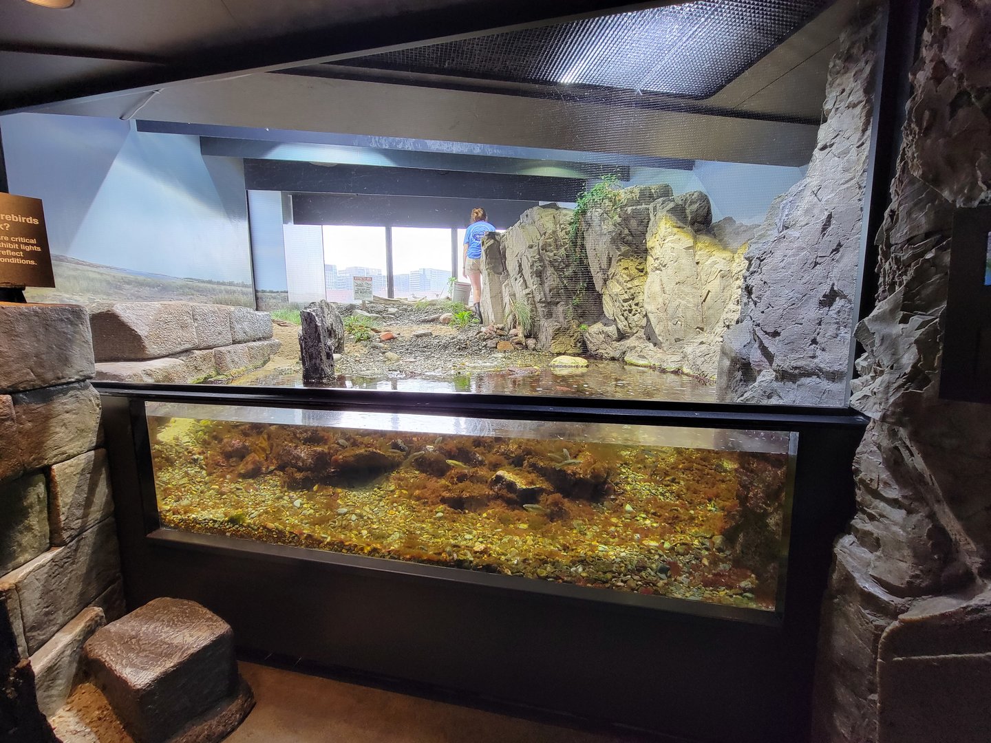 New England Aquarium - Shorebirds