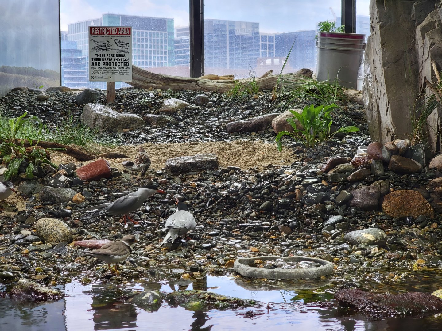 New England Aquarium - Shorebirds