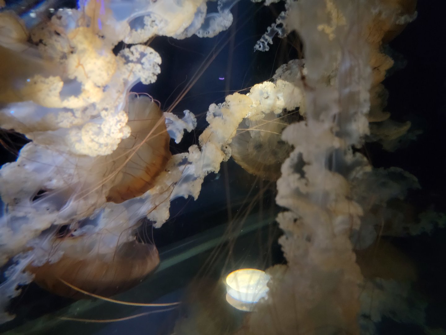 New England Aquarium - South American sea nettle