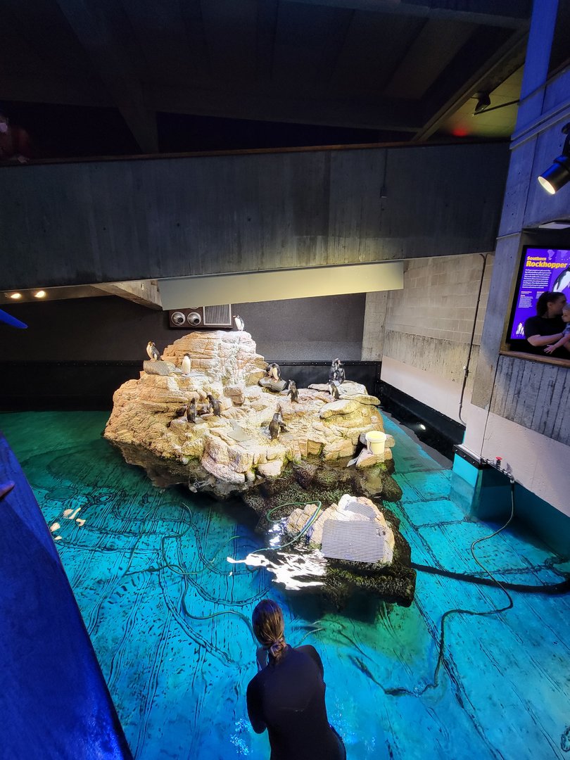 New England Aquarium - Southern Rockhopper penguins