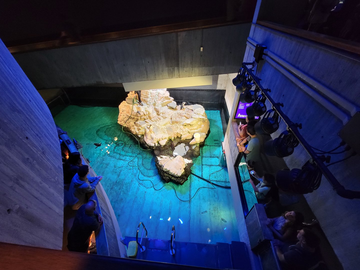 New England Aquarium - Southern Rockhopper penguins