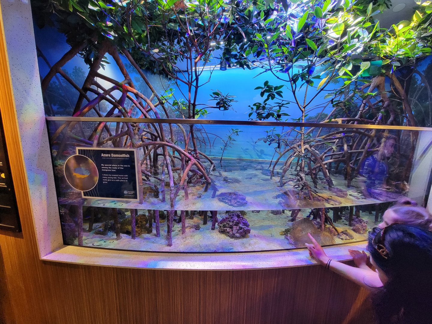 New England Aquarium - Tank in shark area