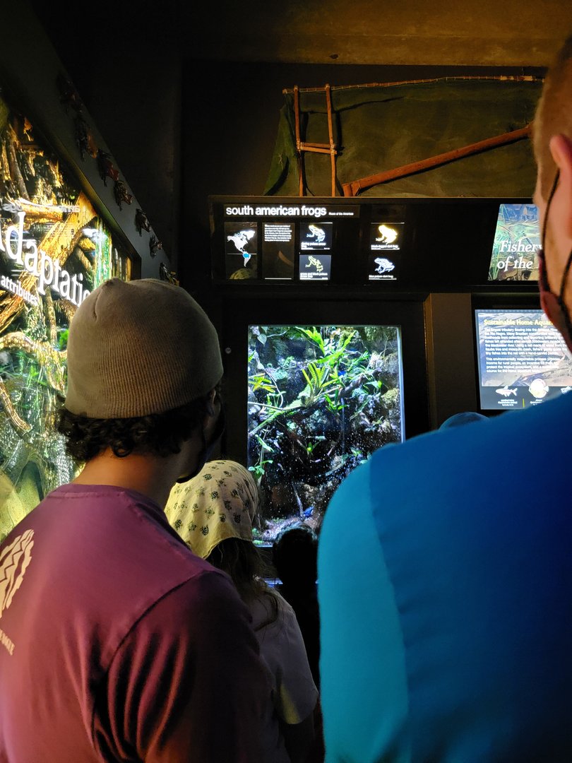 New England Aquarium - The line to see the dart frogs!