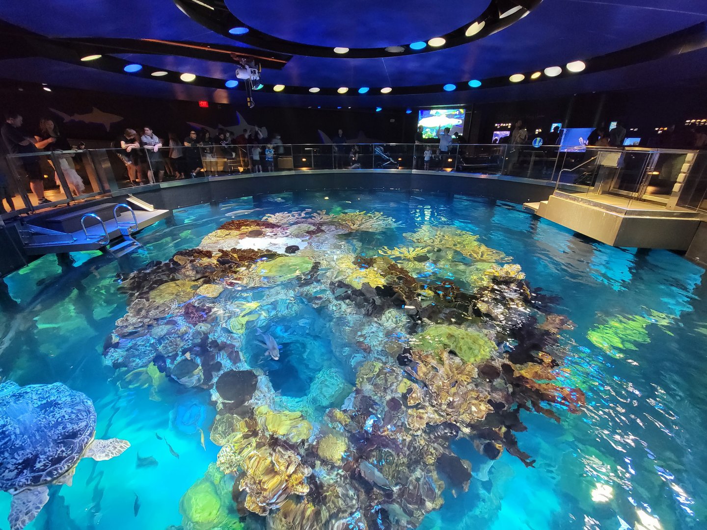 New England Aquarium - Top of central tank, green & loggerhead sea turtles
