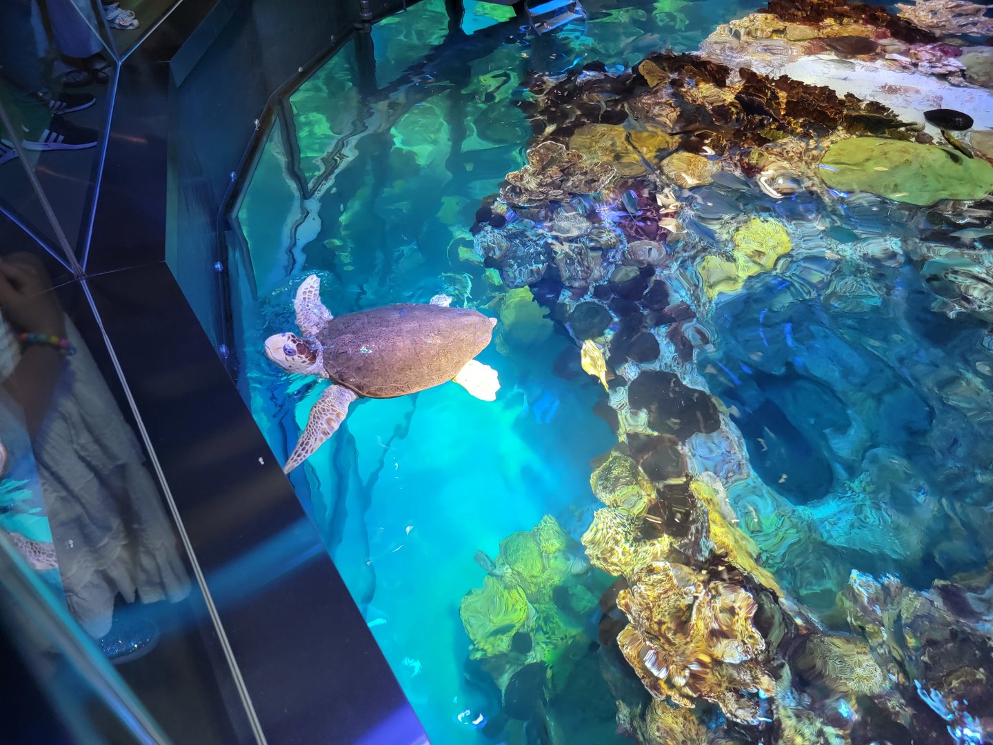 New England Aquarium - Top of central tank, loggerhead sea turtle