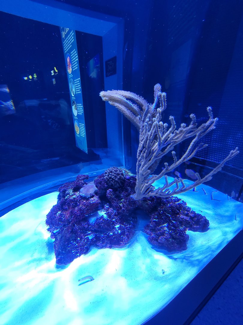 New England Aquarium - Yellow garden eel tank