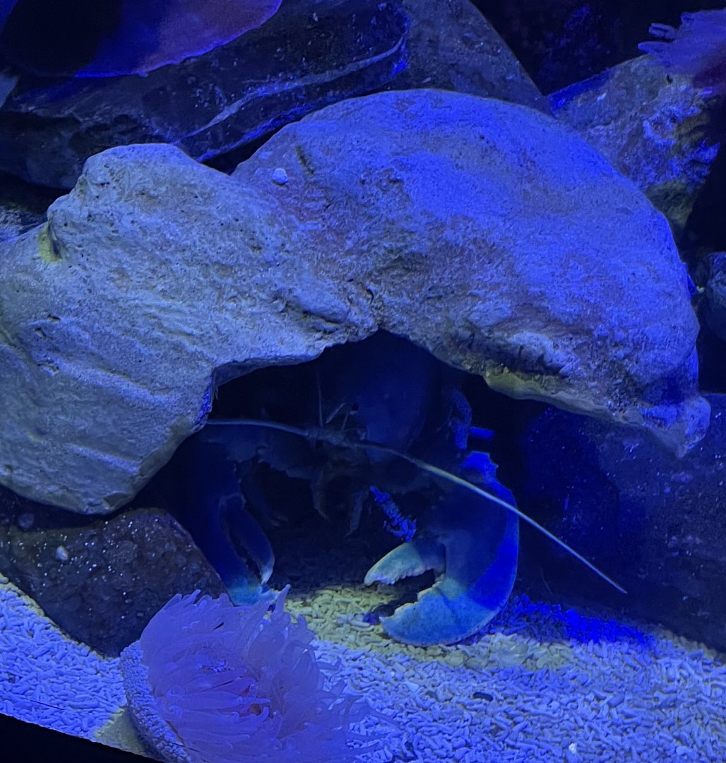 New England Blue Lobster (Homarus americanus)