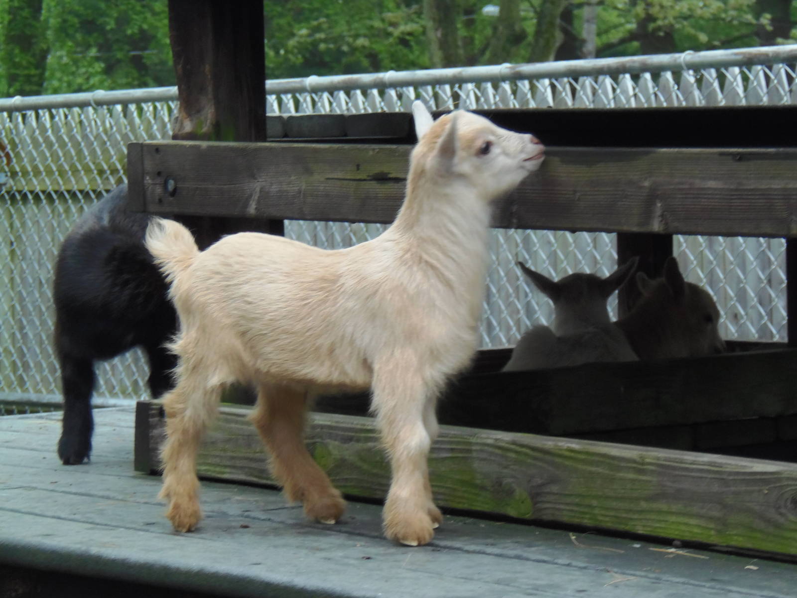 New England Farmyard- 4 Goat Kids