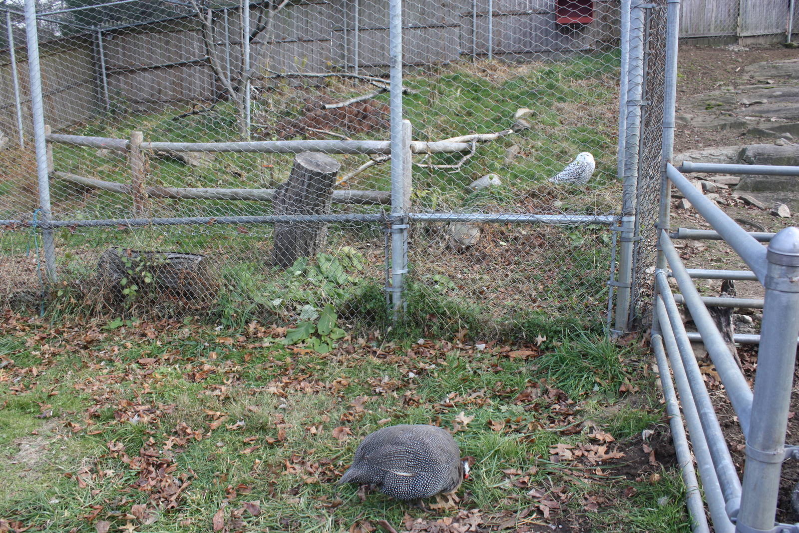 New England Farmyard- A Natural Mix