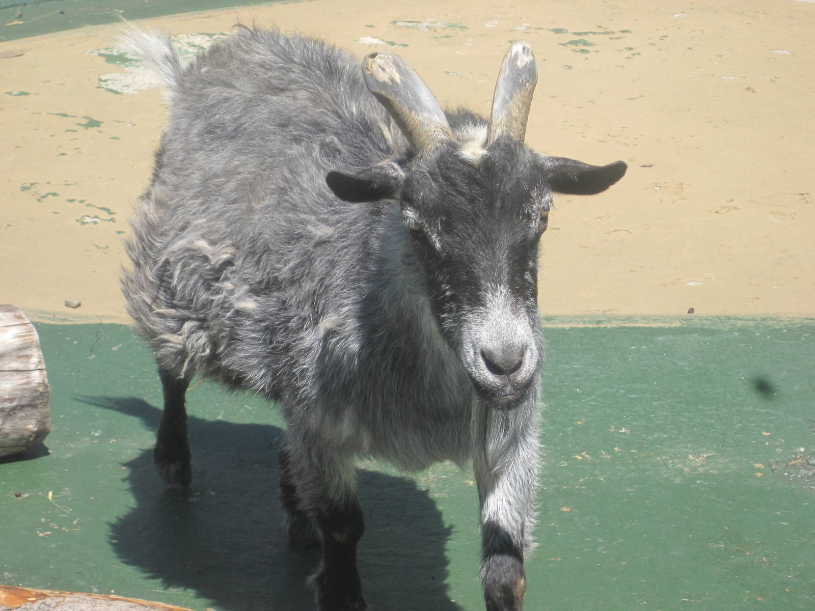 New England Farmyard- African Pygmy Goat