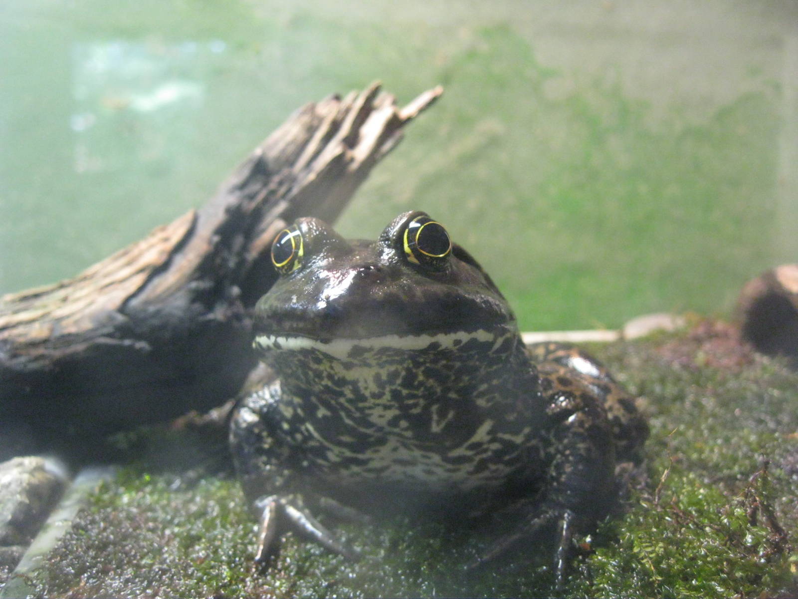 New England Farmyard- American Bullfrog