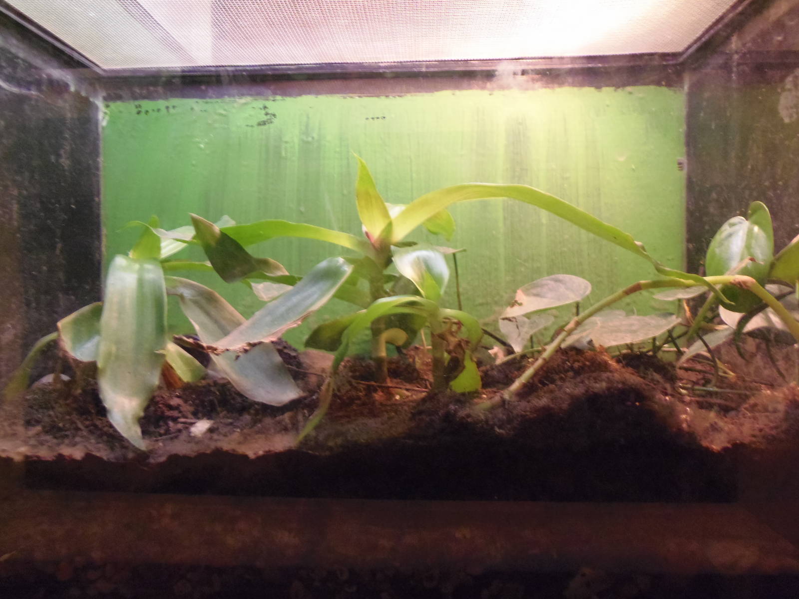 New England Farmyard- American Toad/Wood Frog Exhibit