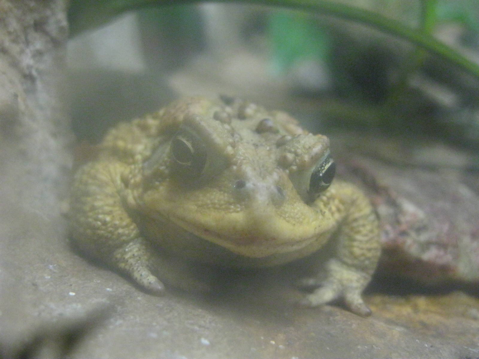 New England Farmyard- American Toad