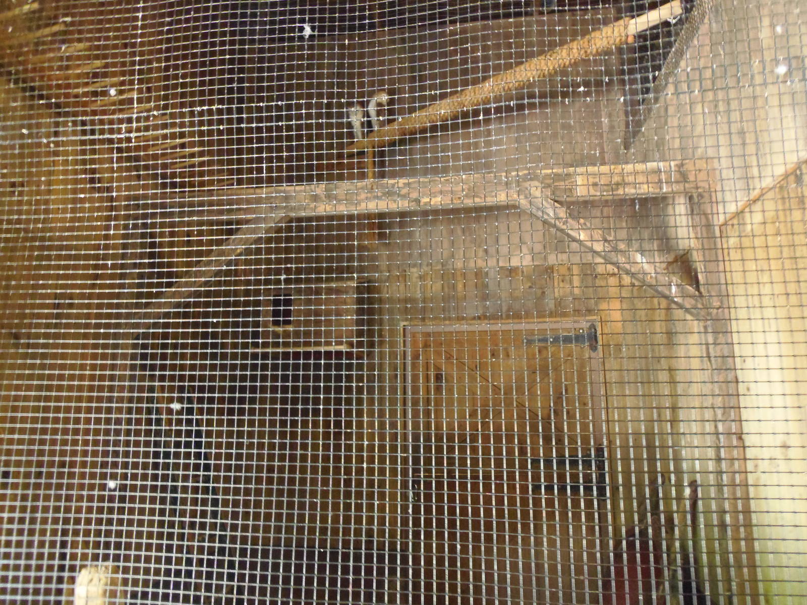 New England Farmyard- Barn Owl Exhibit