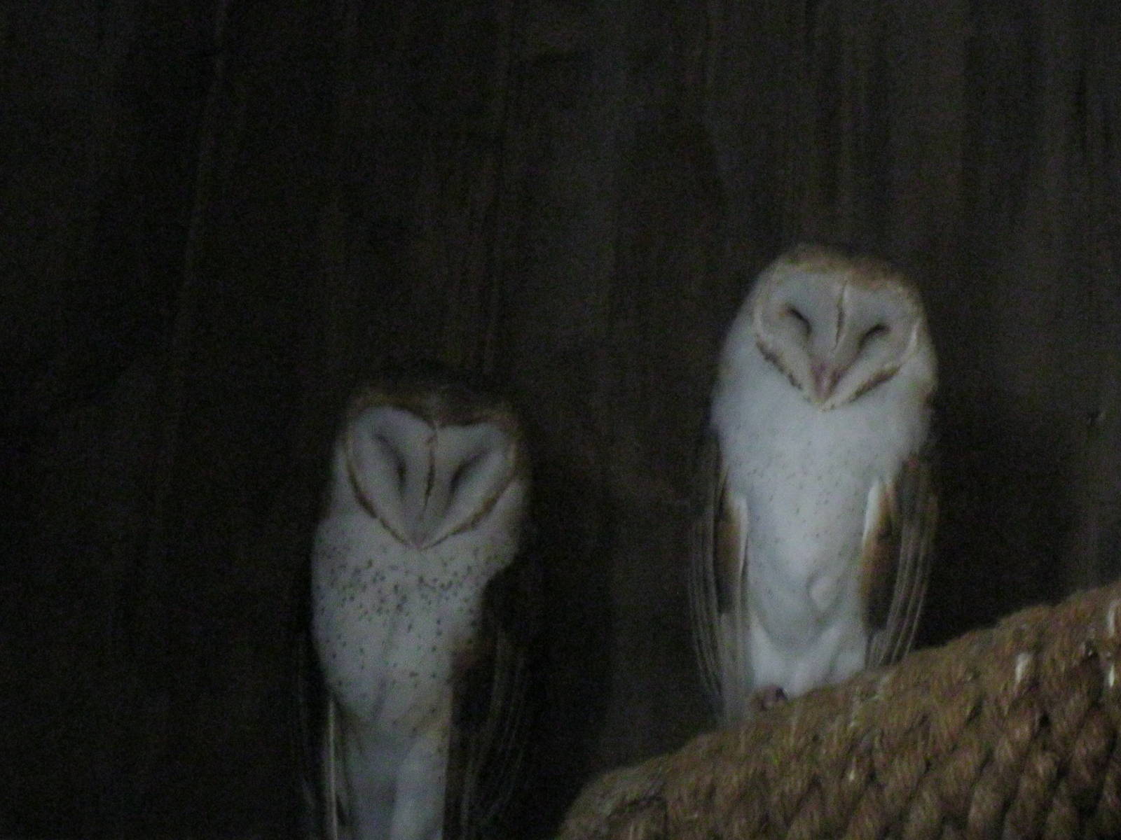 New England Farmyard- Barn Owls