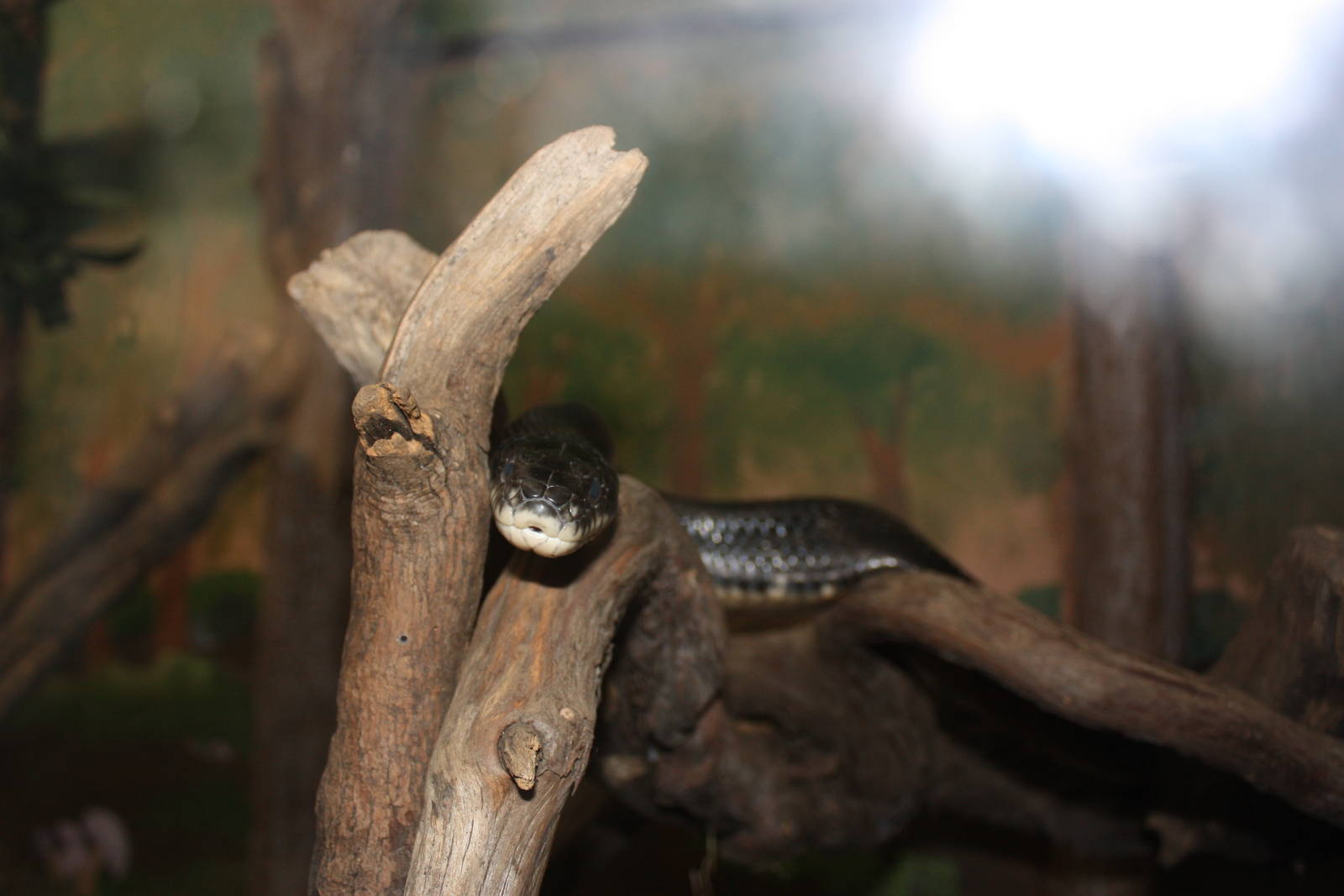 New England Farmyard: Black Rat Snake