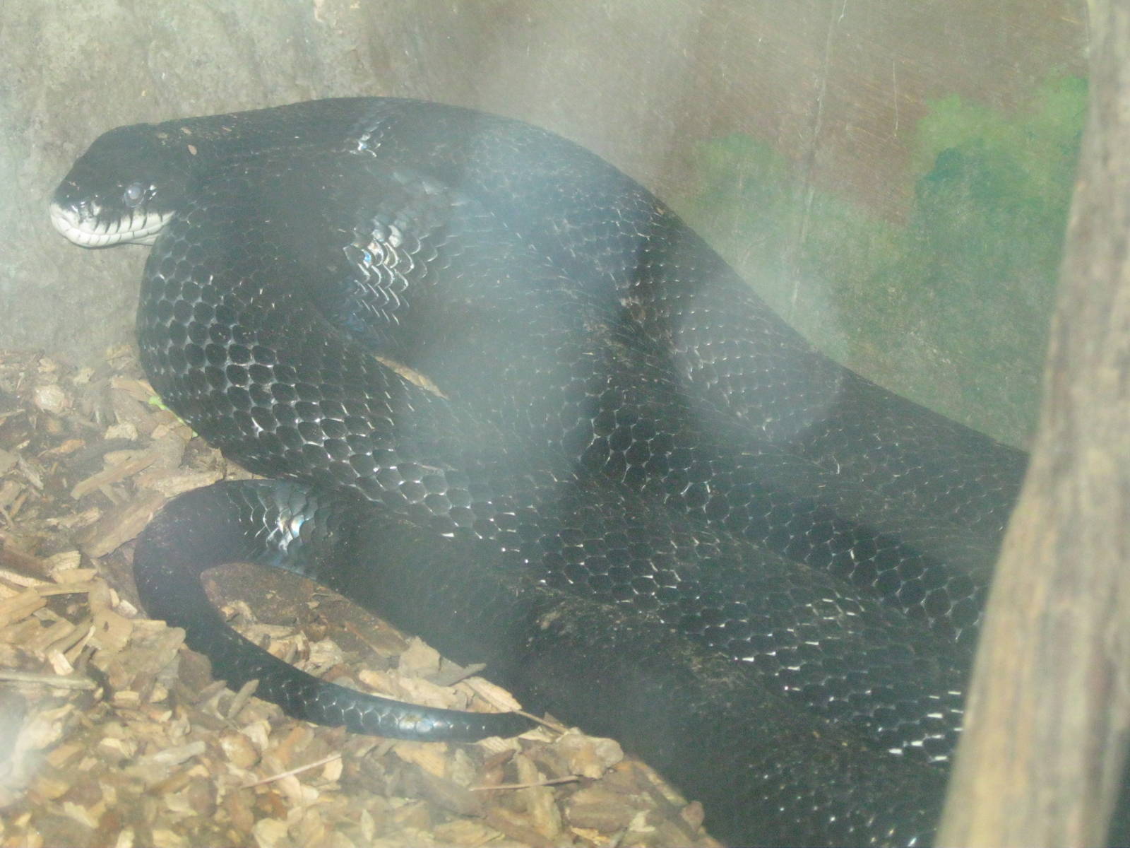 New England Farmyard- Black Rat Snake