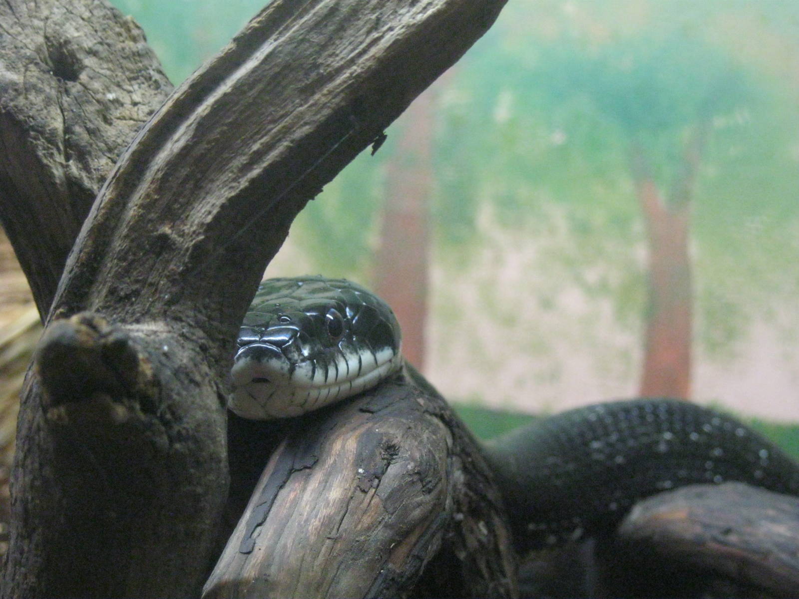 New England Farmyard- Black Rat Snake