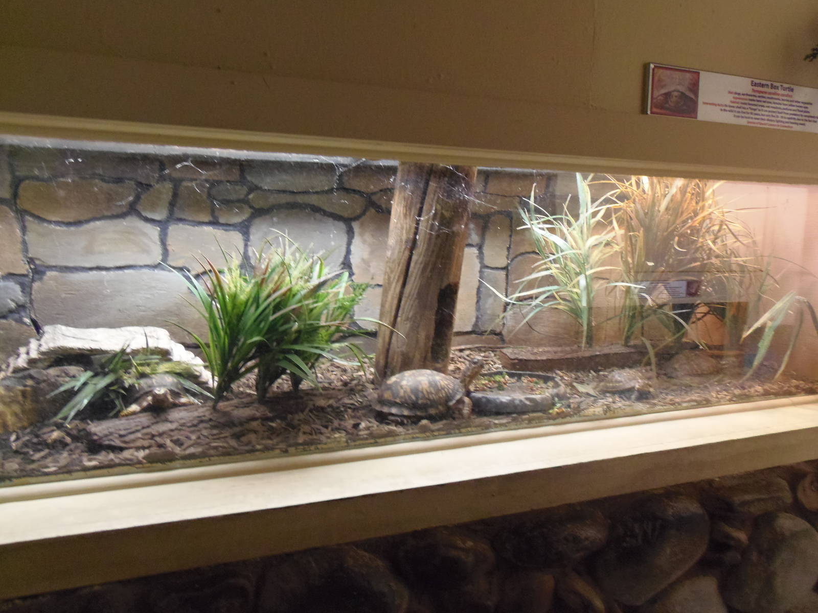 New England Farmyard- Box Turtle Exhibit