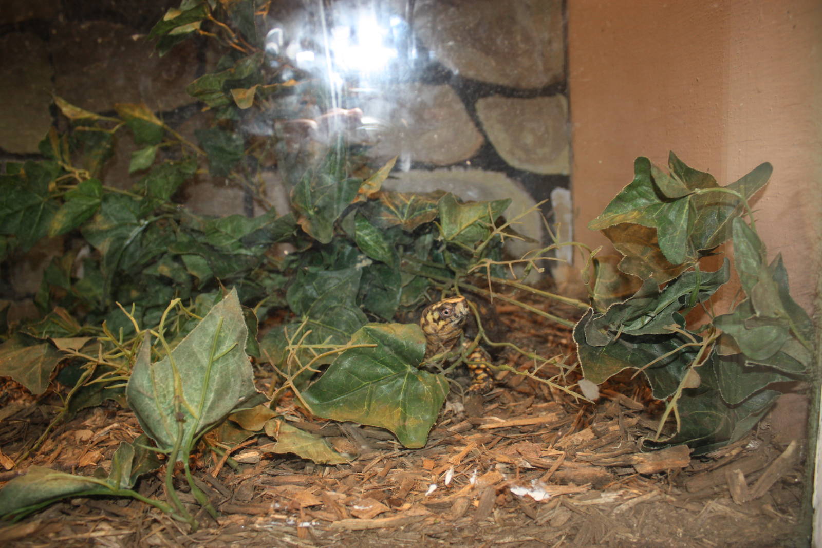 New England Farmyard- Box Turtle