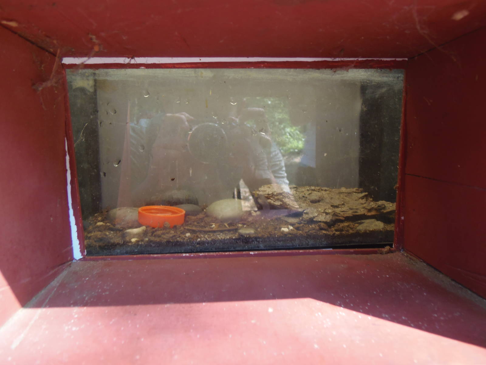 New England Farmyard- Bug House- Blue Death Feigning Beetle