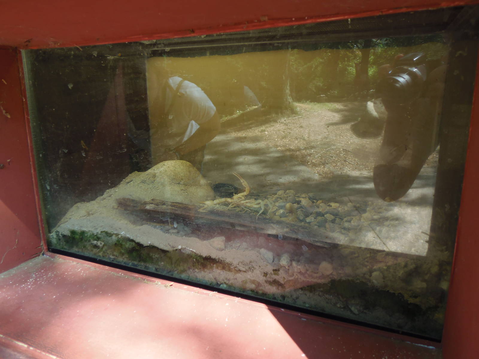 New England Farmyard- Bug House- Desert Scorpion Exhibit