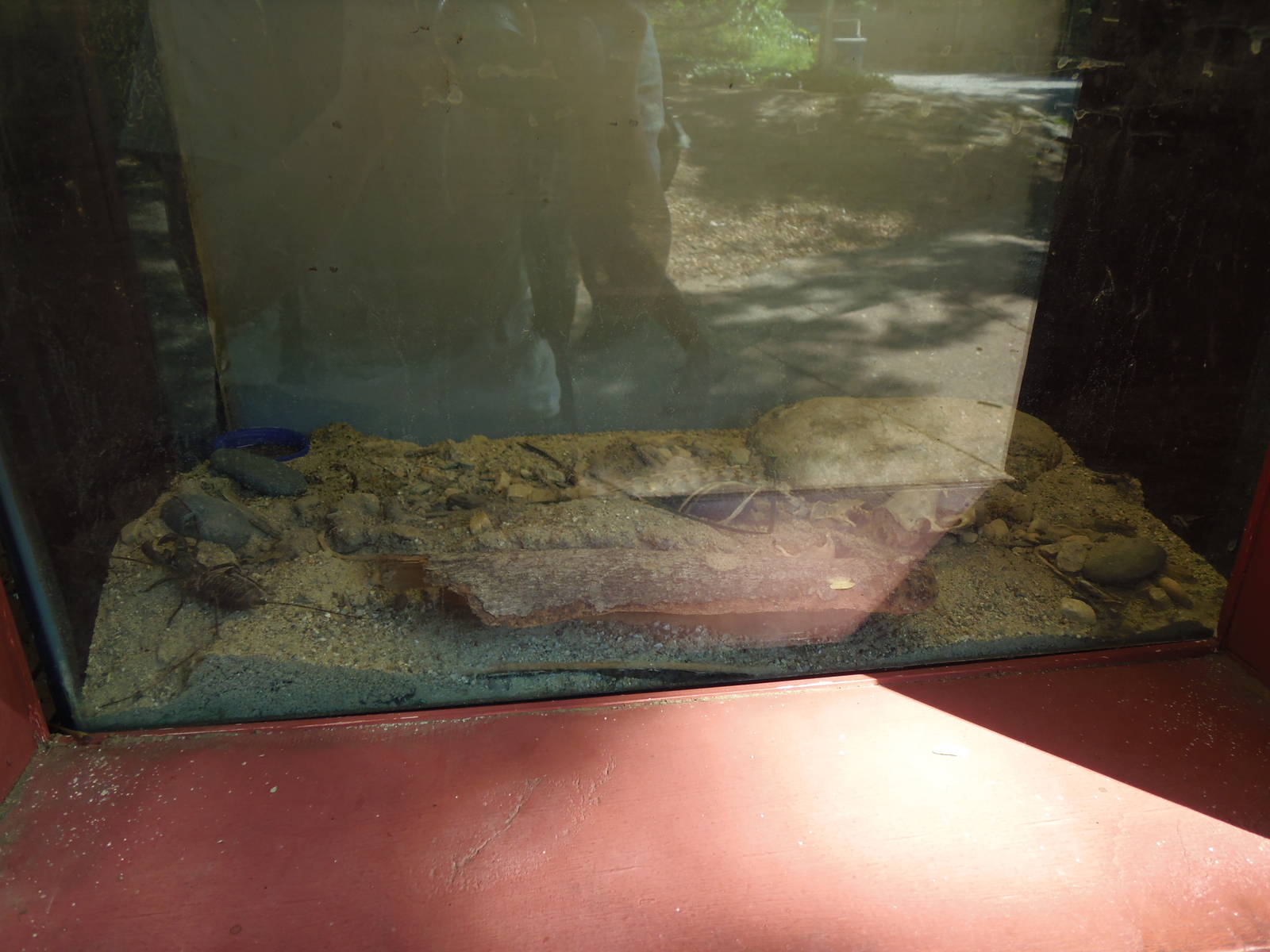 New England Farmyard- Bug House- Giant Vinegaroon Exhibit