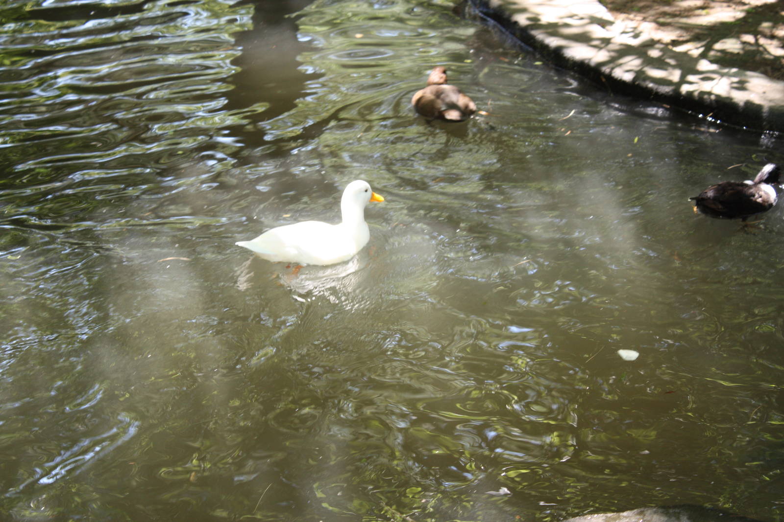 New England Farmyard- Call Duck