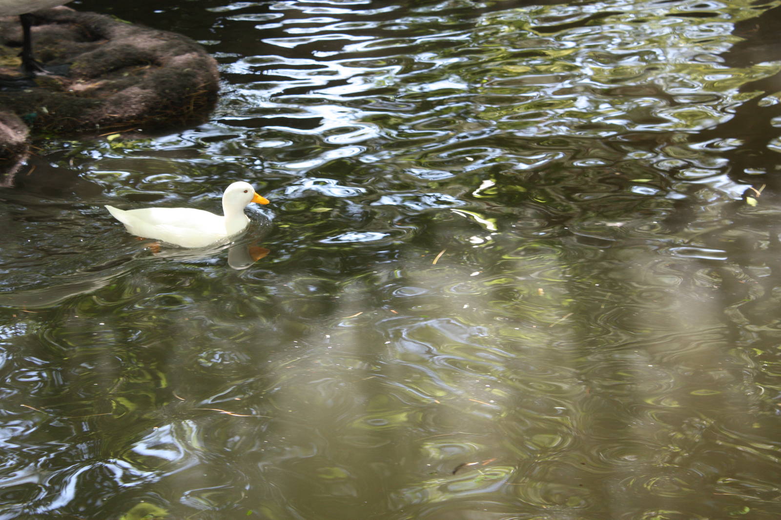 New England Farmyard- Call Duck