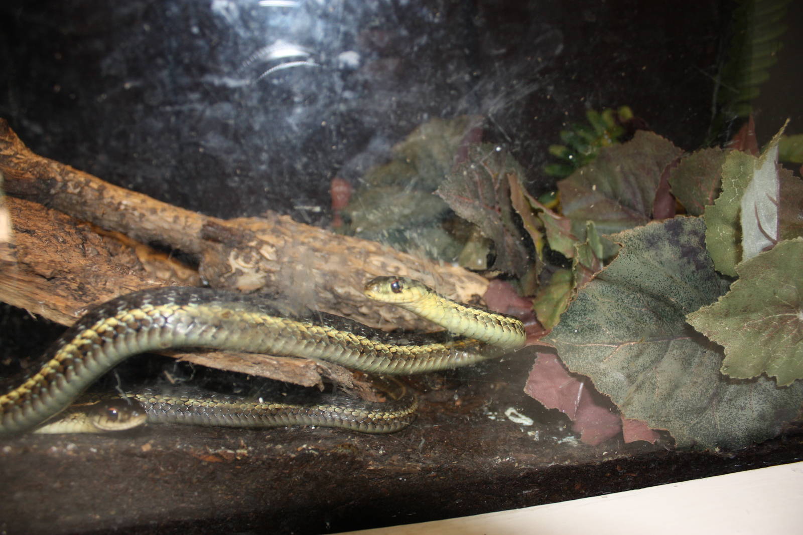 New England Farmyard- Common Garter Snake