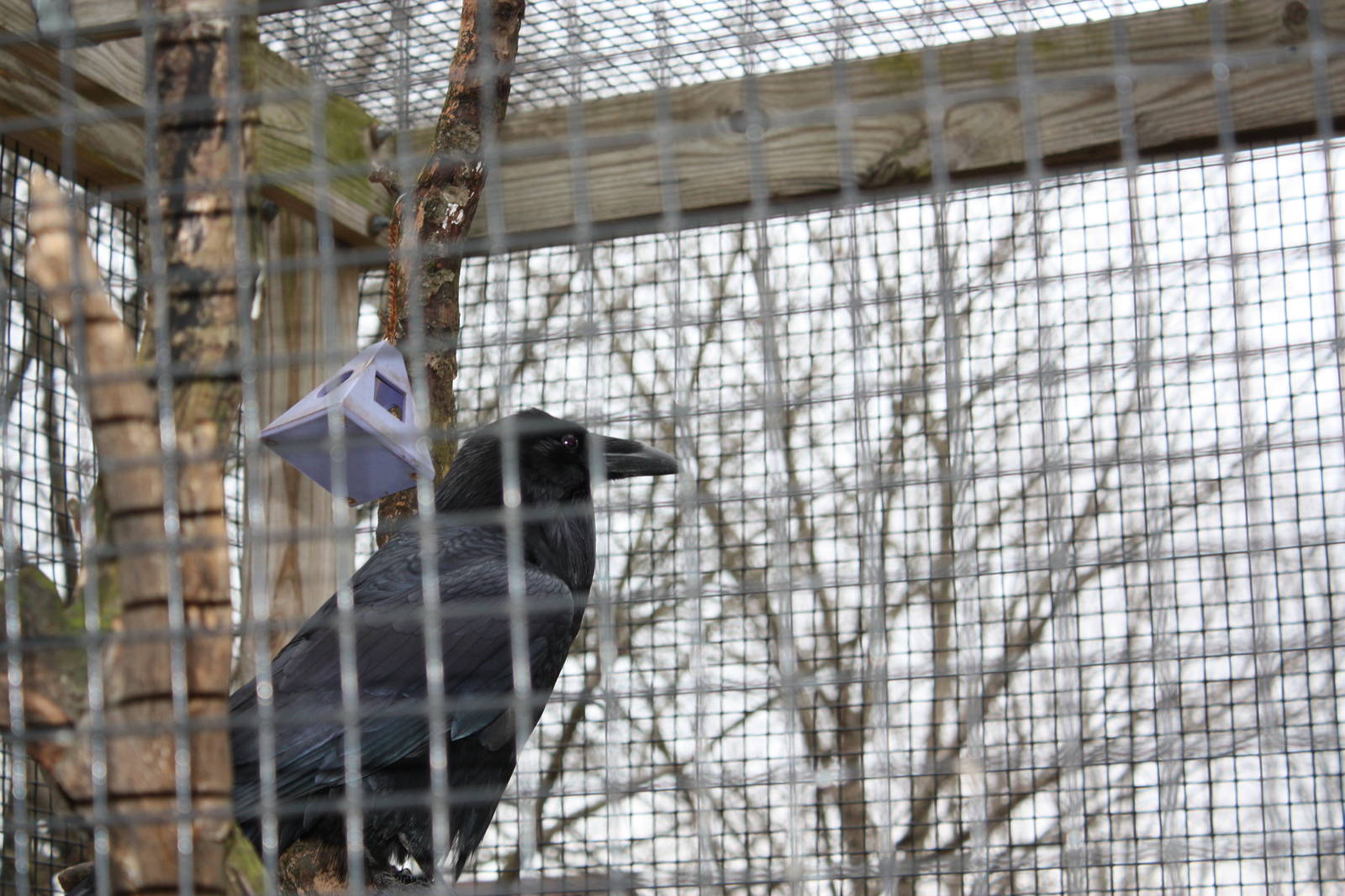 New England Farmyard- Common Raven