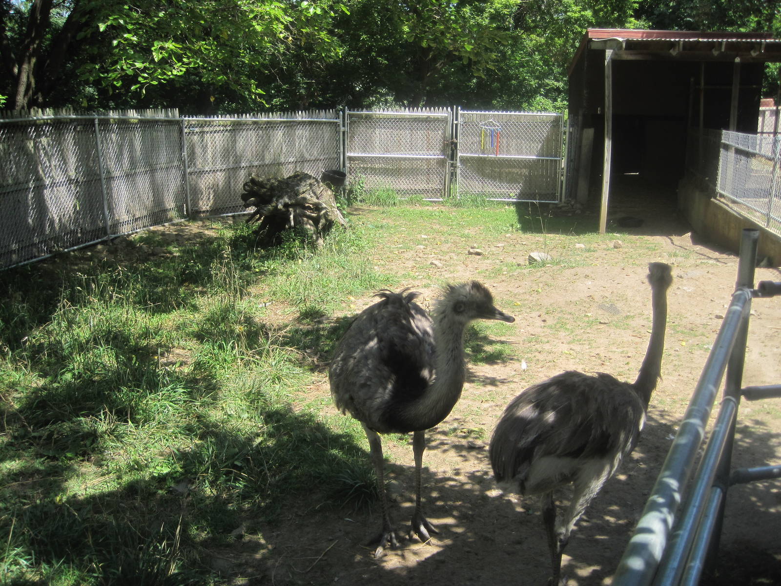 New England Farmyard- Common Rhea Exhibit