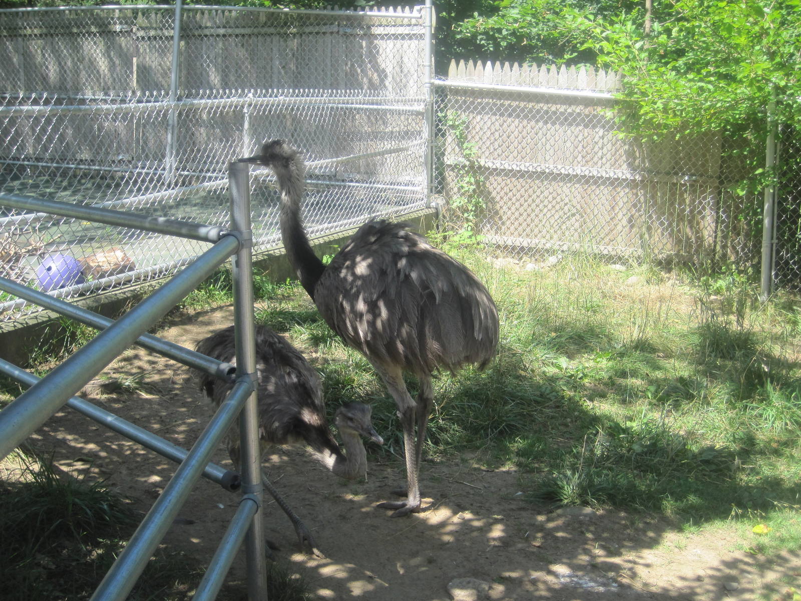 New England Farmyard: Common Rheas