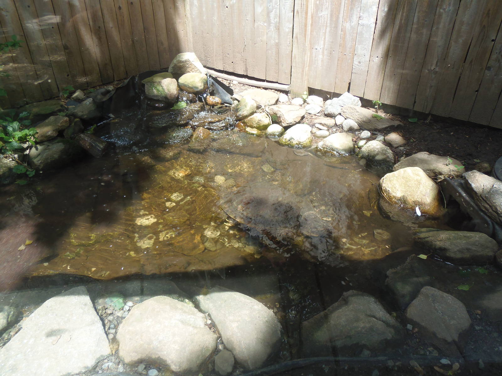 New England Farmyard- Common Snapping Turtle Exhibit