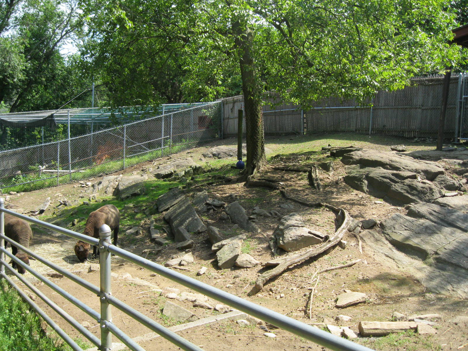 New England Farmyard- Cotswold Sheep Exhibit