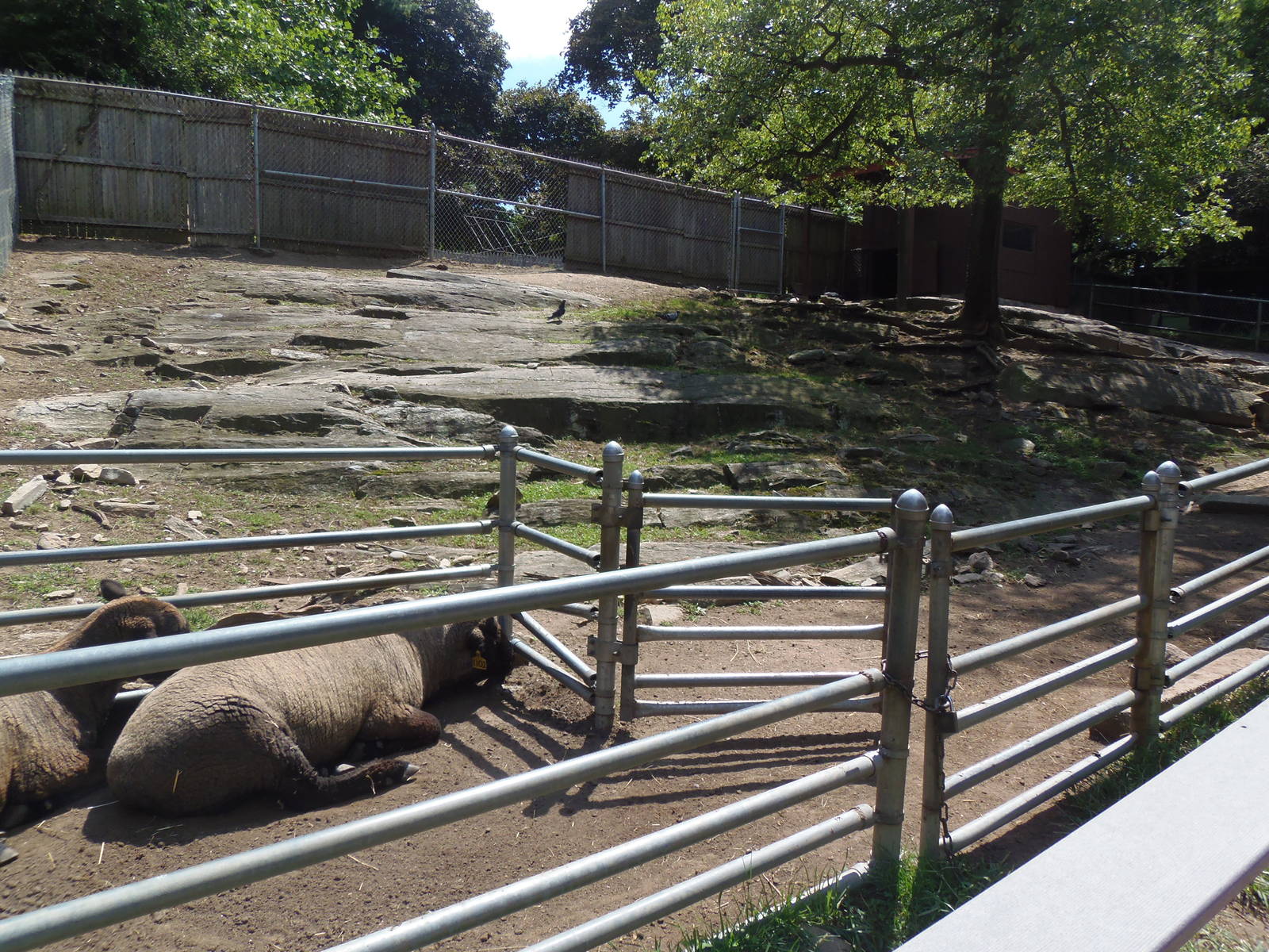 New England Farmyard- Cotswold Sheep Exhibit