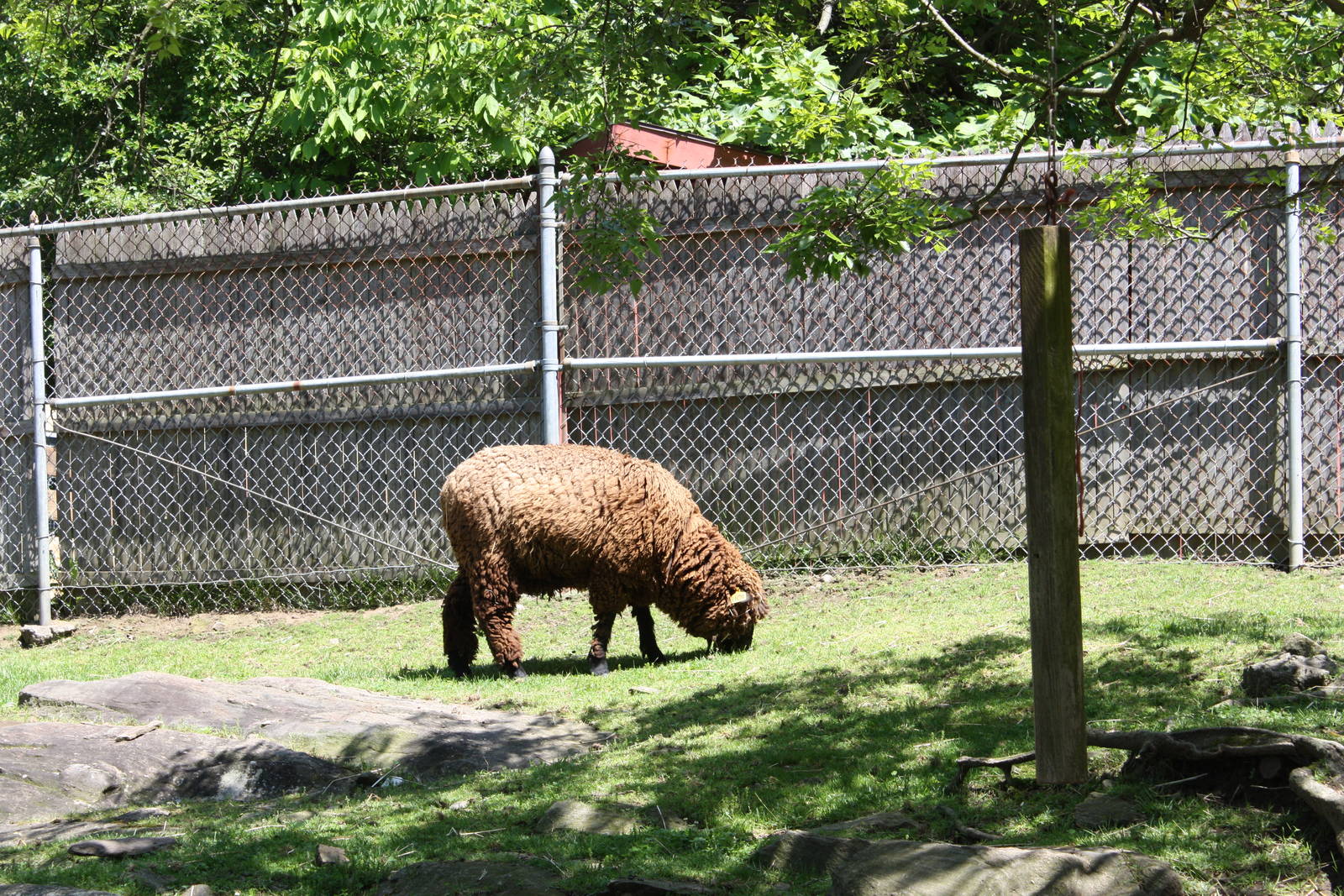 New England Farmyard- Cotswold Sheep