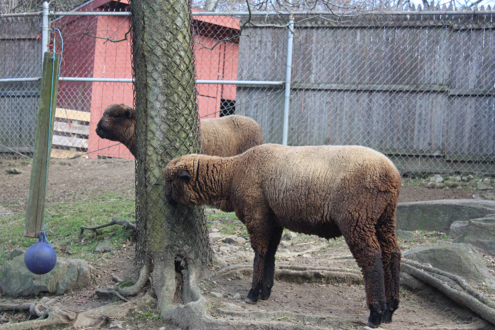 New England Farmyard- Cotswold Sheep
