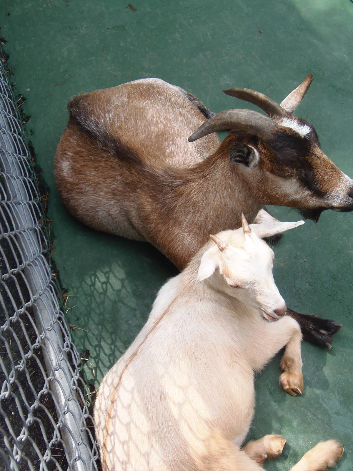 New England Farmyard- Cupcake and her Kid