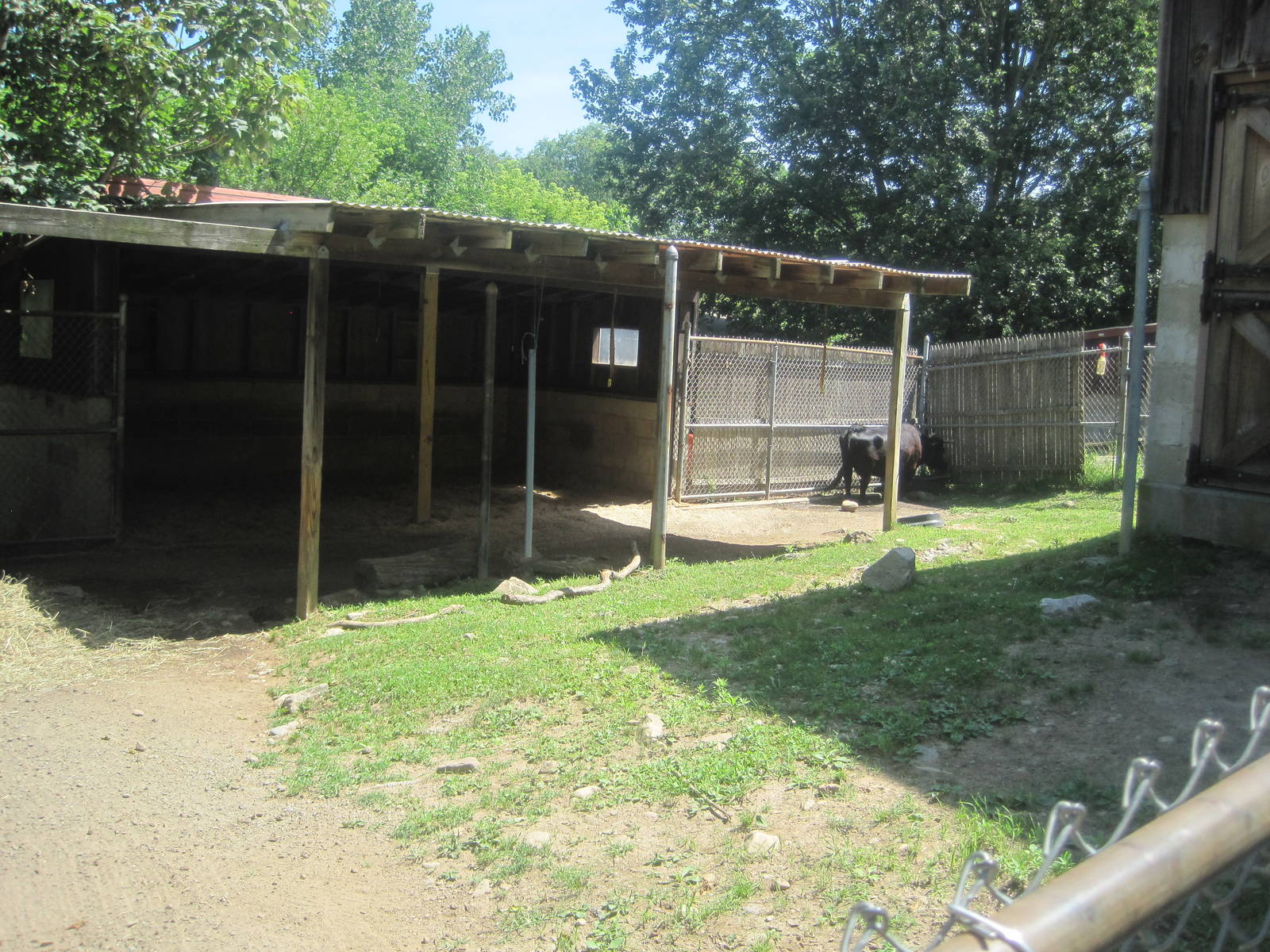 New England Farmyard- Dexter Cattle Exhibit