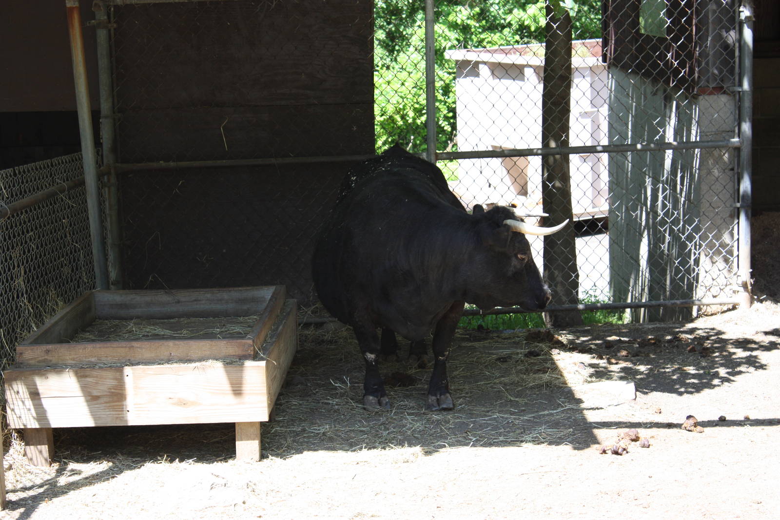 New England Farmyard- Dexter Cattle