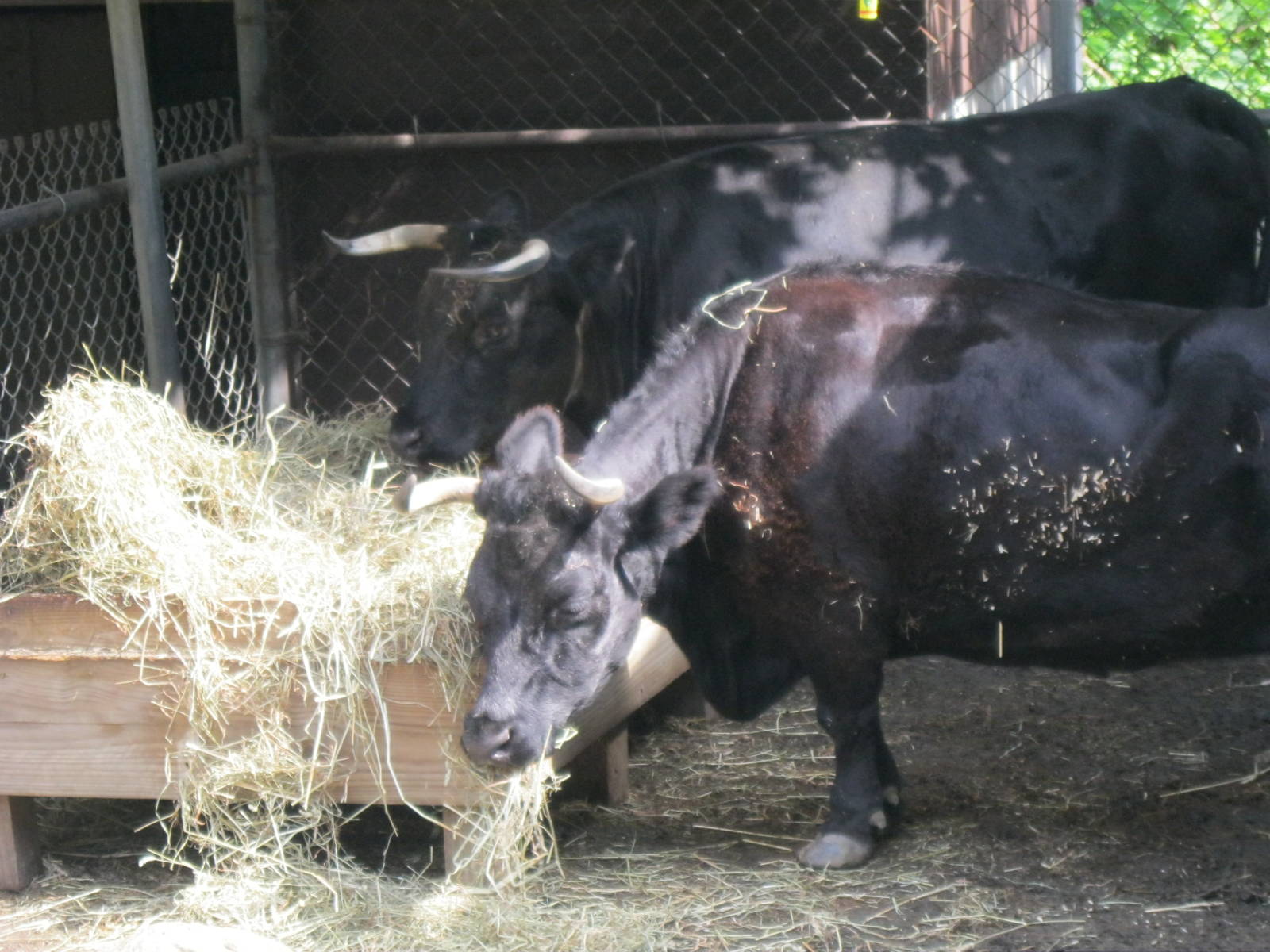 New England Farmyard: Dexter Cattle